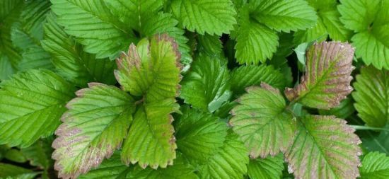Що потрібно зробити з полуницею після збору врожаю, щоб гарно вродила наступного року