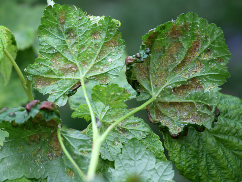 "Якщо побачите це на листі смородини – час бити на сполох". Городники розповіли, як перемогти стовпчасту іржу