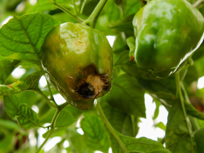 "Верхівкова гниль може знищити весь урожай!" Городниця назвала ефективний розчин, який захистить культури