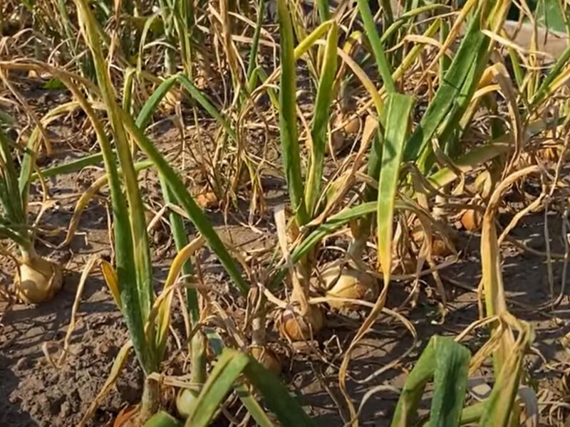 Припиніть це робити за тиждень – і цибуля добре зберігатиметься. Городник поділився головними секретами, як і коли збирати врожай цибулі