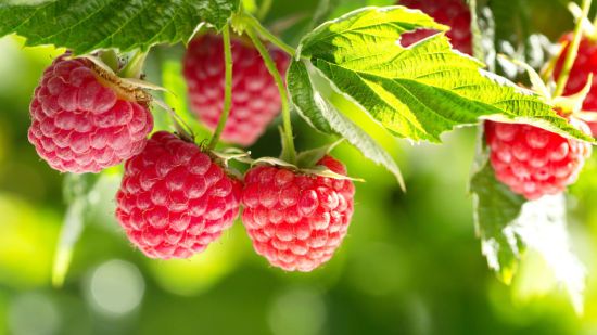 Що робити з малиною після збирання врожаю: список літніх робіт