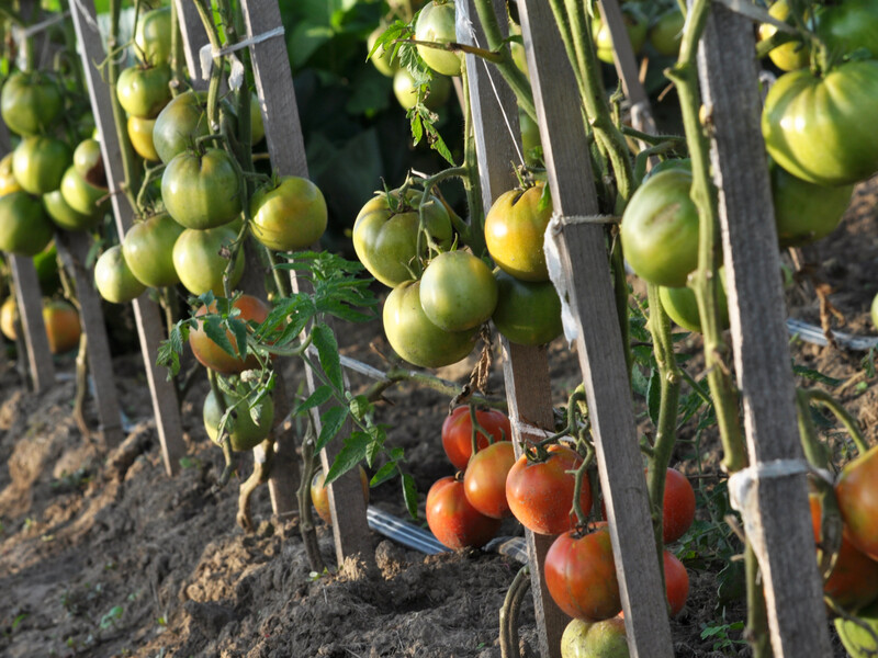 "Це чудовий варіант для тих, хто рідко з'являється на дачі". Городниця розповіла про особливості поливання томатів у спеку