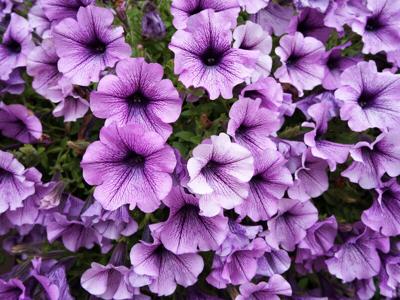 Петунія пишно квітуватиме до морозів. Чому петунія у серпні має неохайний вигляд і як це виправити за допомогою однієї дії