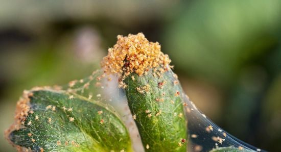 Павутинний червоний кліщ – як розпізнати та боротися зі шкідником