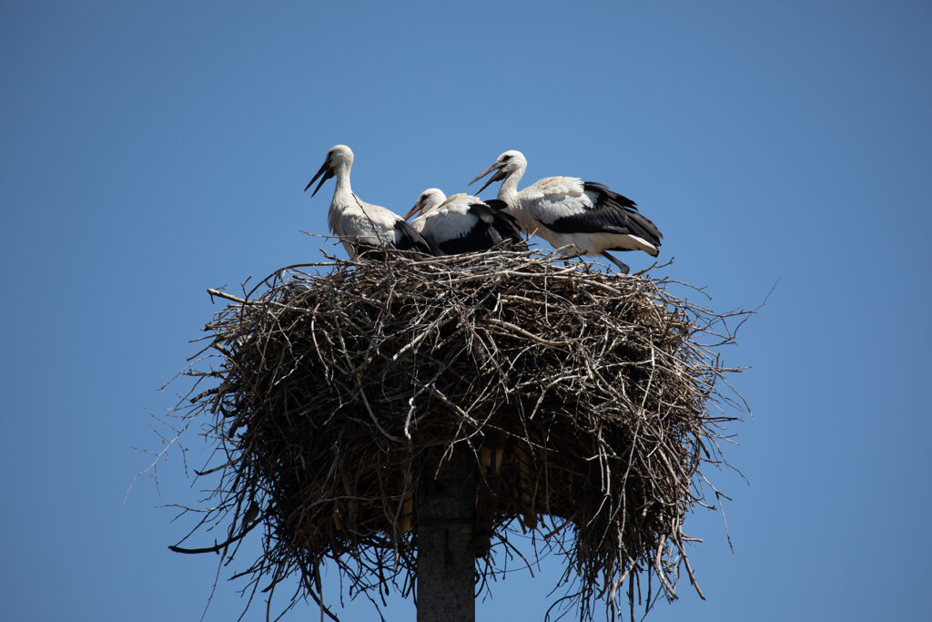 Малі лелечата: у нацпарку «Слобожанський» на Харківщині виросло 85 пташенят