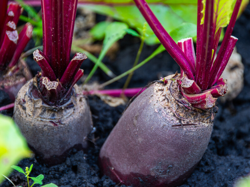 Посипте в липні цим грядки – і буряки виростуть солодкими розміром із кавун Посипте в липні цим грядки – і буряки виростуть солодкими розміром із кавун