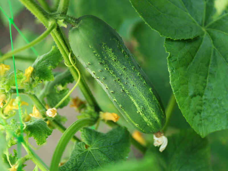 "Купіть це добриво – і огірки не зможете всі зібрати". Найкраще дешеве підживлення для овочів "Купіть це добриво – і огірки не зможете всі зібрати". Найкраще дешеве підживлення для овочів