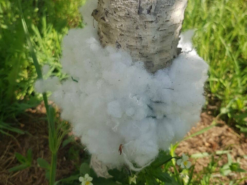 Мурахи й інші шкідники забудуть дорогу до ваших дерев через цей простий спосіб захисту