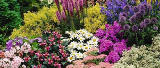 Ці квіти багаторічники будуть радувати дуже довго, вони квітнуть все літо