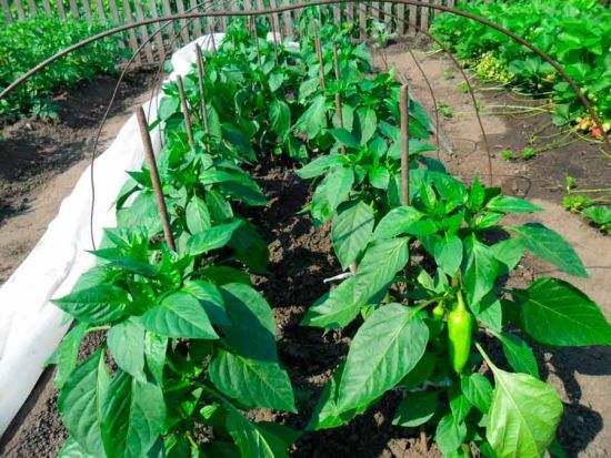 Чим та як підживити перець для хорошого врожаю, що захистить від багатьох хвороб