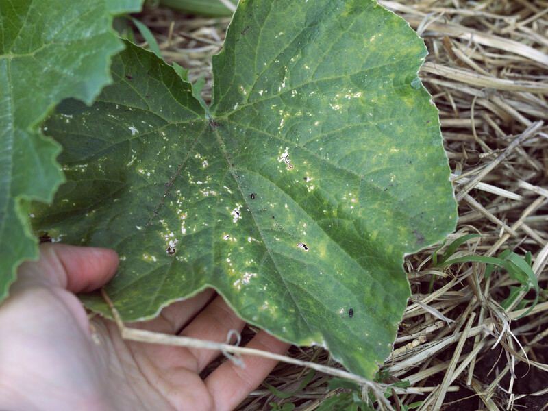 "Вони проколюють листя, харчуються соком рослини й заражають її вірусами". Городниця розповіла як боротися з трипсами на огірках