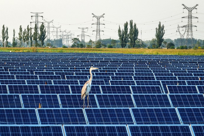 Американські виробники сонячних панелей відстають від тих, якими володіє Китай
