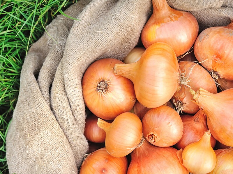 Зберігаємо цибулю так, щоб її не уразили хвороби. Поради на кінець сезону