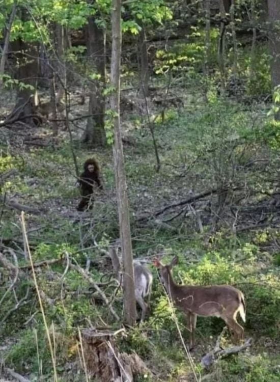 Блукало лісом за оленями: жінка заявила, що побачила "дитинча снігової людини" – фото