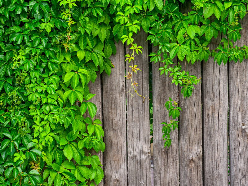 "Знищуємо дикий виноград на ділянці за допомогою цього засобу". Одне оброблення – і зникнуть бур'яни "Знищуємо дикий виноград на ділянці за допомогою цього засобу". Одне оброблення – і зникнуть бур'яни