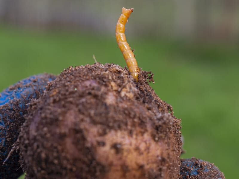 "Назавжди позбудетеся дротяника". Як урятувати картоплю без хімії "Назавжди позбудетеся дротяника". Як урятувати картоплю без хімії