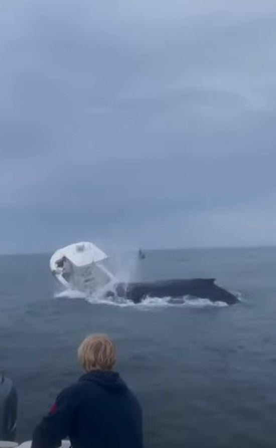 Кит вистрибнув із води та перекинув рибальський човен – відео