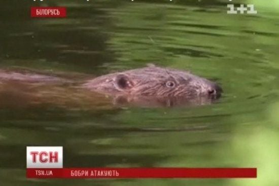 У Німеччині жінка отримала небезпечні поранення: свідки встигли зробити фото неочікуваного нападника