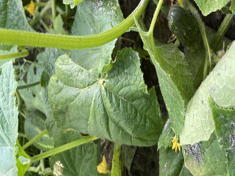 "Рекомендую обробляти у вечірню пору, тоді буде найкращий ефект". Городниця розповіла, чим захистити огірки від пероноспорозу "Рекомендую обробляти у вечірню пору, тоді буде найкращий ефект". Городниця розповіла, чим захистити огірки від пероноспорозу