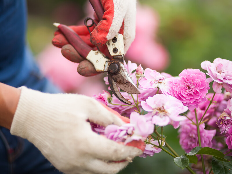 Зробіть це зі своєю сортовою трояндою – і вона не переросте в шипшину