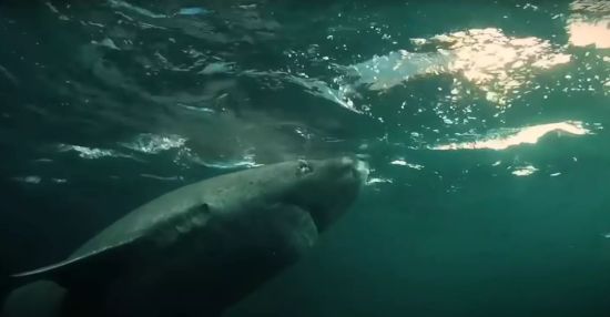 500-річний глибоководний хижак може приховувати цікаву таємницю для людського життя – вчені