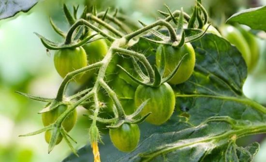 Підгодуйте цим помідори в липні, щоб зібрати потрійний врожай