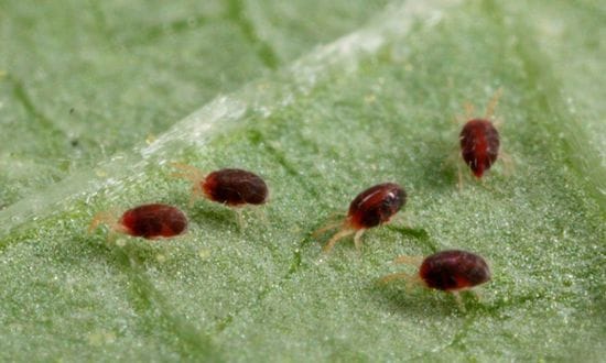 Павутинний кліщ: як позбутися, чим врятувати уражені рослини