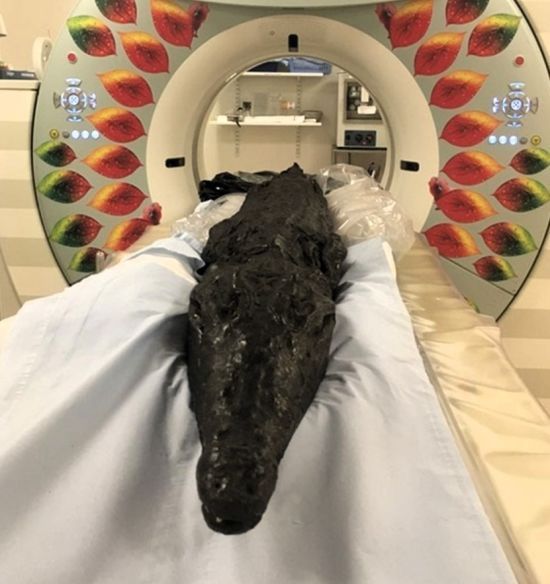 Знайдено муміфікованого людьми крокодила зі смертельною останньою їжею в шлунку – фото