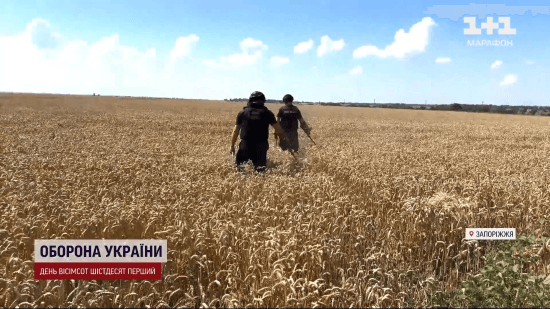 Збирають урожай в бронежилетах: як на Запоріжжі відбуваються жнива