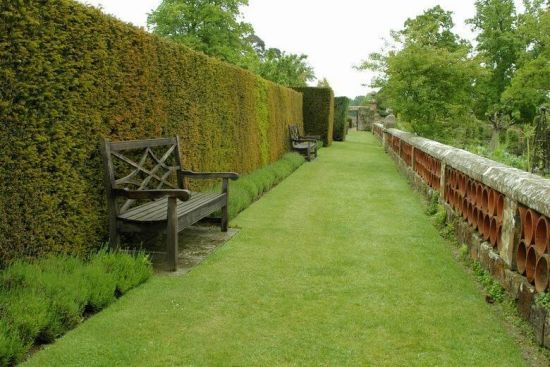 Рослини для живої огорожі: що посадити під парканом