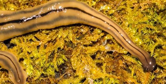 Після дощів з’явилися гігантські отруйні хробаки, які регенерують після розтину навпіл