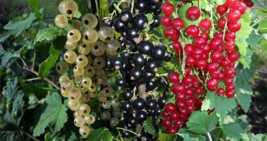 Як доглядати за кущами смородини та порічок після збирання врожаю: всі необхідні етапи