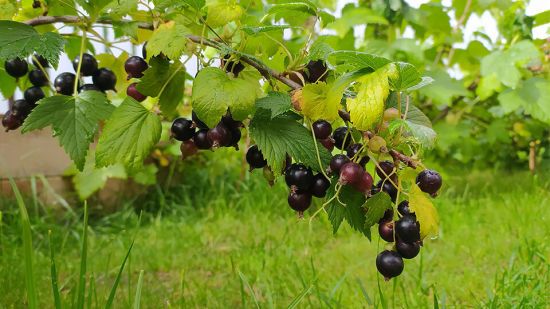 Хвороби та шкідники смородини: як розпізнати (фото) та як боротися