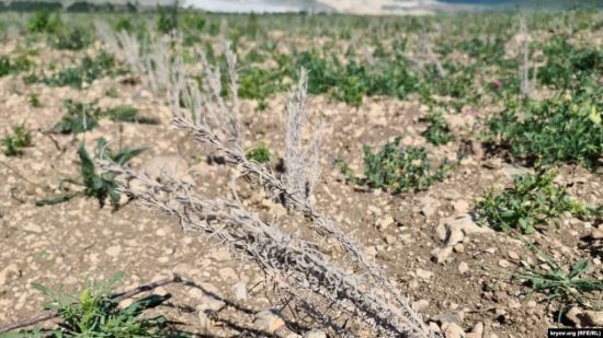 Окупований Крим перетворюється на напівпустелю: у чому причина (супутникові фото)