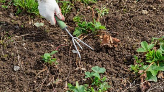 Коли пересаджувати полуницю та як це краще зробити