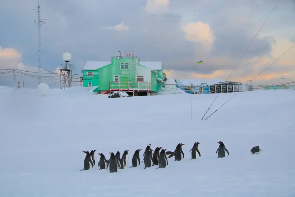 Зимовий сюрприз: до українських полярників завітала група пінгвінів