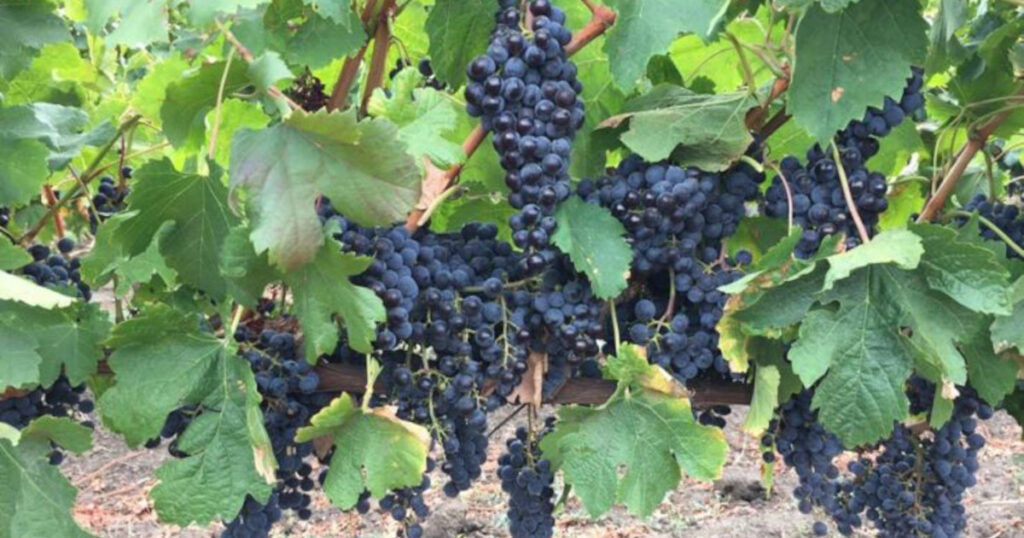 Виноградарі та винороби покладають великі надії на Одеську ОВА в питанні розвитку винної галузі