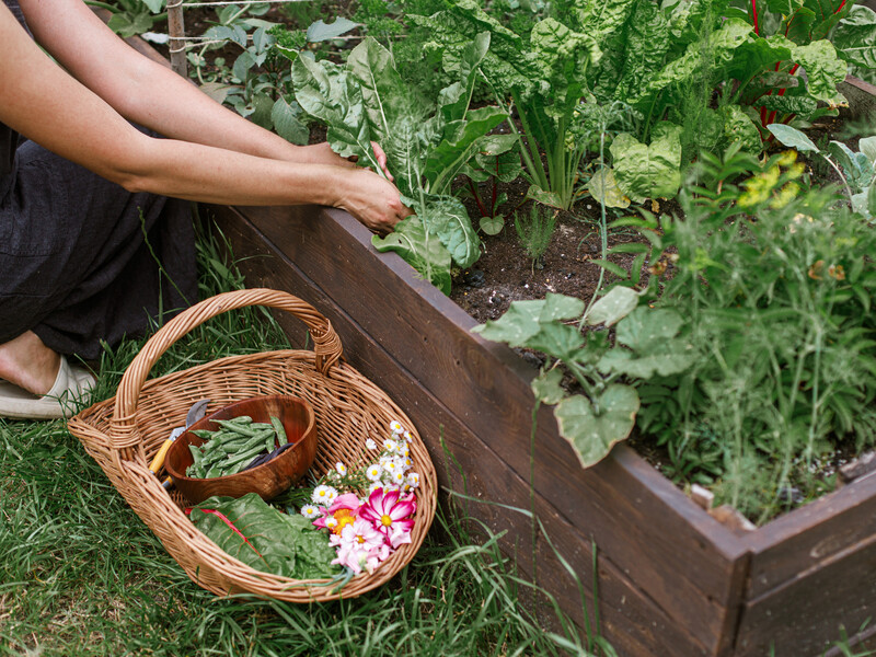 Як покращити родючість старого ґрунту без сидератів. Ці прості дії оновлять землю на вашому городі для нового врожаю