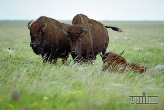 Знищення "Асканії-Нови": у заповіднику розповіли, що там насправді відбувається