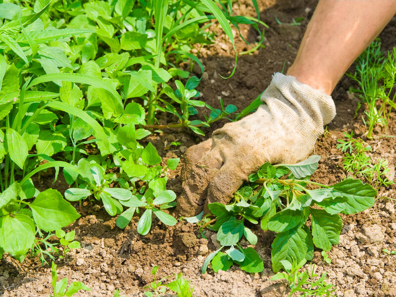 Додайте це у воду – і бур'яни на ділянці "миттєво зникнуть". Рецепт ефективної "гримучої" суміші Додайте це у воду – і бур'яни на ділянці "миттєво зникнуть". Рецепт ефективної "гримучої" суміші