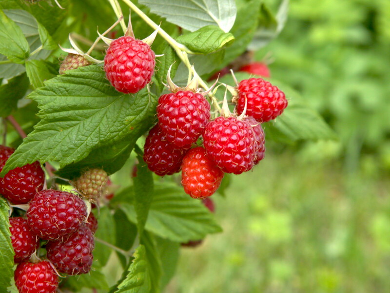 Зробіть так восени й матимете влітку подвійний урожай малини. Правила формування кущів для безперервного плодоношення