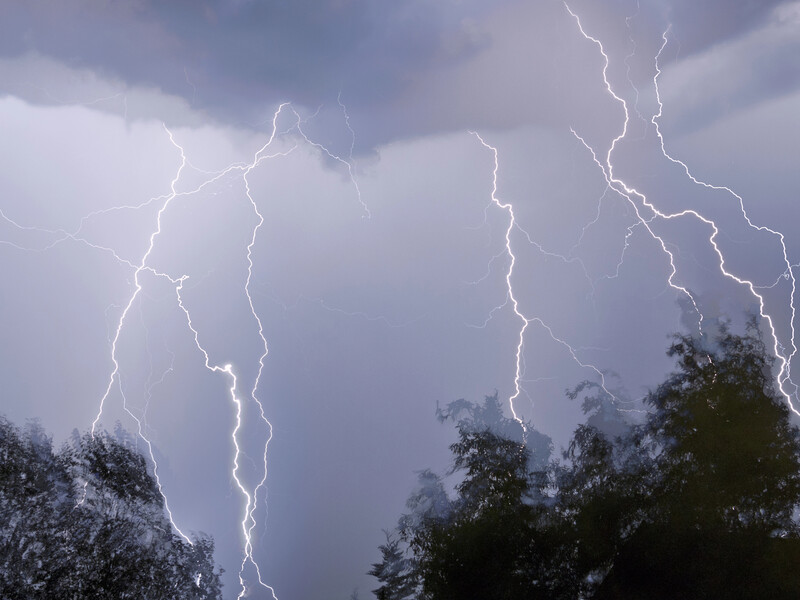 Не садіть на своїй ділянці цих дерев – вони притягують блискавку. Список Не садіть на своїй ділянці цих дерев – вони притягують блискавку. Список