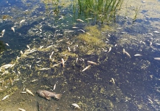 Отрута з Росії: що відомо про забруднення річки Сейм, яка впадає у Десну — огляд