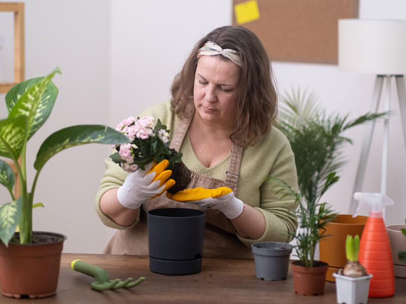 Не вірте в ці міфи. Три відомі садові поради, які шкодять рослинам та ускладнюють роботу в саду