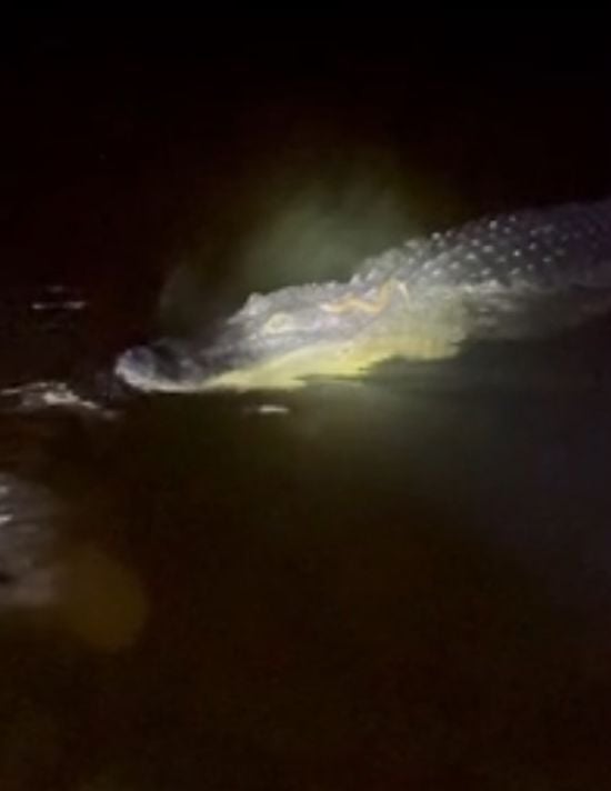 Змія проїхалася на спині алігатора: напарники спантеличили Мережу – відео