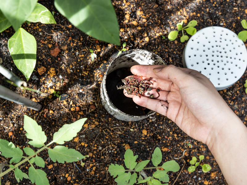 Добриво, за яким не треба ходити в магазин, – найдоступніше й найпотрібніше в серпні для дозрівання плодів