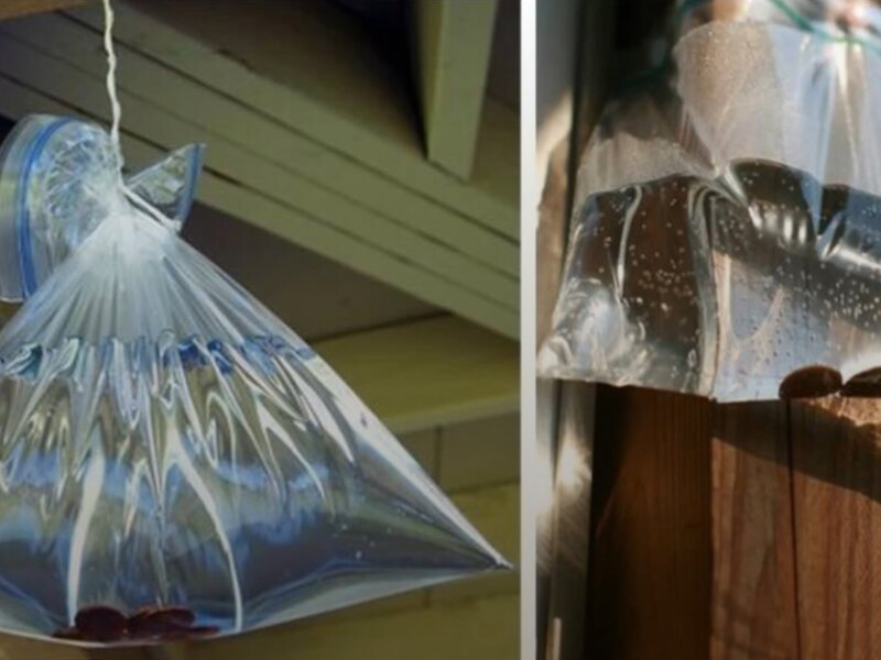 Навіщо біля дверей у будинок вішати пакет із водою й монетами – розповідають городники