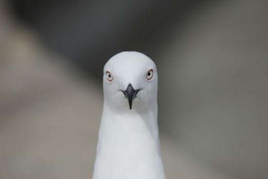 Чайка-злодійка поцупила гаманець чоловіка на парковці продуктового магазину – відео