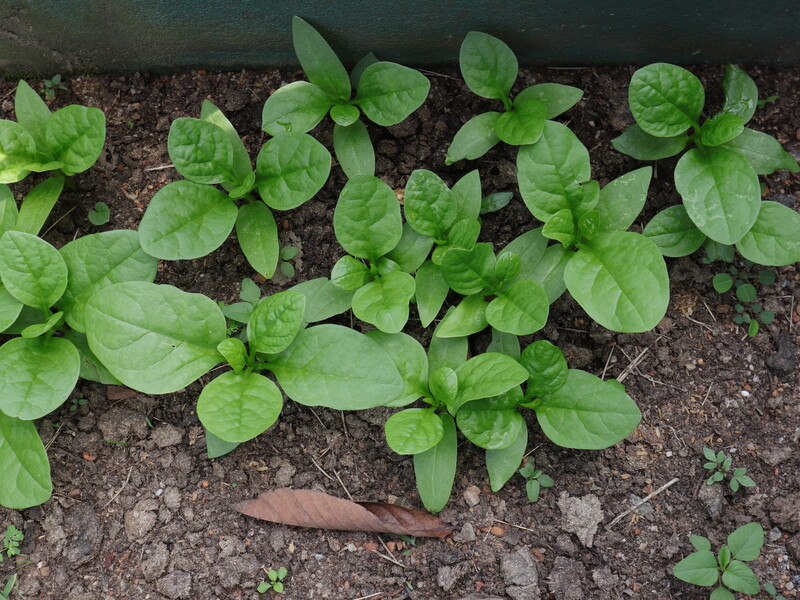 Зробіть це на грядці вчасно – інакше шпинат буде неприємним на смак Зробіть це на грядці вчасно – інакше шпинат буде неприємним на смак
