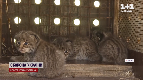 У Харківському екопарку народились білі тигренята, рисенята та єноти: зворушливі фото та відео